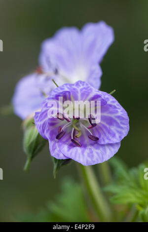 Geranio 'Mrs Kendall Clarke' crescono nel giardino. Foto Stock