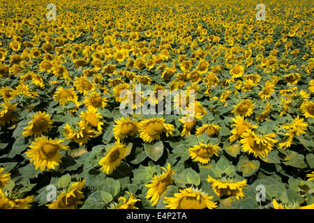 Girasoli fiorente sul terreno vicino a Malle, Indre-et-Loire, Francia. Girasole le piante sono coltivate nelle aziende agricole di semi di girasole per i loro semi. Raffinato olio di girasole è commestibile, girasoli hanno da 39 a 49% di olio nel seme. Semi di girasole rappresenta circa il 14% della produzione mondiale di oli di semi (6,9 milioni di tonnellate metriche nel 1985-86) e circa il 7 per cento dei panelli e farine provenienti dai semi oleosi. Olio di semi di girasole è generalmente considerato un olio premium a causa del suo colore chiaro, alto livello di acidi grassi insaturi e di mancanza di acido linolenico, sapore blando e alta punti di fumo. Foto Stock