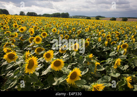 Girasoli fiorente sul terreno vicino a Civray-sur-Esves, Indre-et-Loire, Francia. Girasole le piante sono coltivate nelle aziende agricole di semi di girasole per i loro semi. Raffinato olio di girasole è commestibile, girasoli hanno da 39 a 49% di olio nel seme. Semi di girasole rappresenta circa il 14% della produzione mondiale di oli di semi (6,9 milioni di tonnellate metriche nel 1985-86) e circa il 7 per cento dei panelli e farine provenienti dai semi oleosi. Olio di semi di girasole è generalmente considerato un olio premium a causa del suo colore chiaro, alto livello di acidi grassi insaturi e di mancanza di acido linolenico, sapore blando e alta punti di fumo. Foto Stock