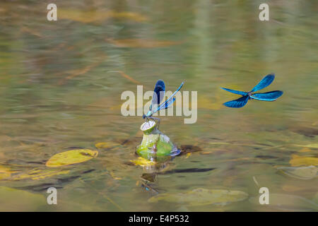 Le libellule Foto Stock