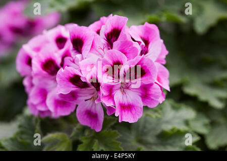 Pelargonium 'Orsett' Fiore. Foto Stock