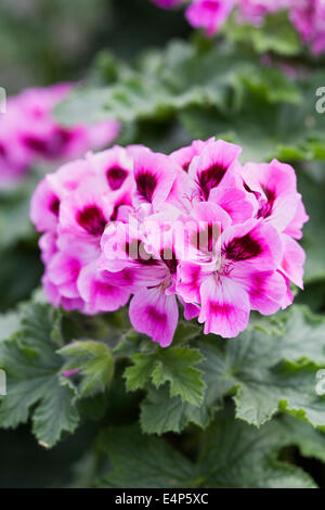Pelargonium 'Orsett' Fiore. Foto Stock