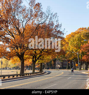 Colorate le foglie cadono su una soleggiata giornata presso la Harvard University campus in Cambridge, MA, Stati Uniti d'America nel novembre 2013. Foto Stock