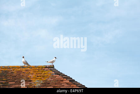 Due gabbiani seduto sulla cima di un weathered tetto di tegole, con cielo blu come spazio di copia Foto Stock