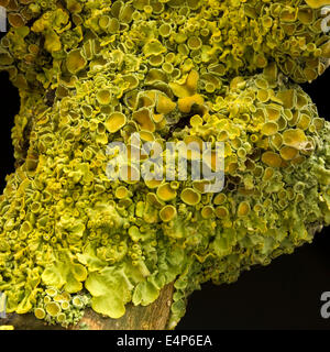 Primo piano di giallo dorato Foliose Lichen Xanthoria parietina (comune di colore arancione o giallo scala lichen) morto sul ramo di cenere su sfondo nero. Foto Stock