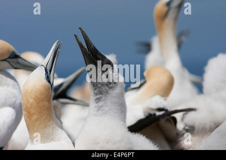 Giovani gannett chick a Cape rapitori Foto Stock