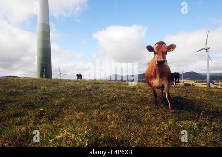 Jersey e altre vacche da latte in campo verde con turbine eoliche, Windy Hill, vicino Ravenshoe, North Queensland, Australia. N. PR Foto Stock