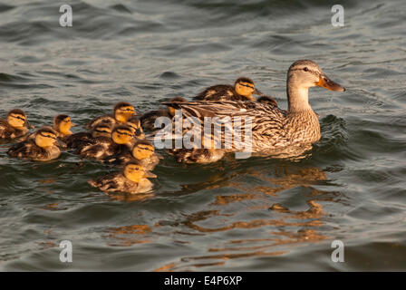 Mallard hen e papere con la madre nuoto nella parte anteriore Foto Stock