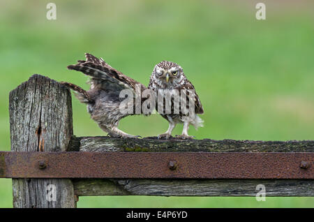 Poco femmina Owl-Athene noctua con i capretti (Owlet) Foto Stock