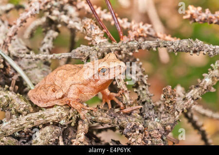 Northern Spring peeper, Pseudacris senape, nativo di EST negli Stati Uniti e in Canada Foto Stock