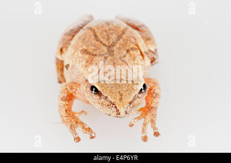 Northern Spring peeper, Pseudacris senape, nativo di eastern USA e Canada; intaglio su sfondo bianco Foto Stock