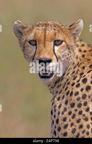 Gepardin in der Savanne Masai Mara, Kenia Foto Stock