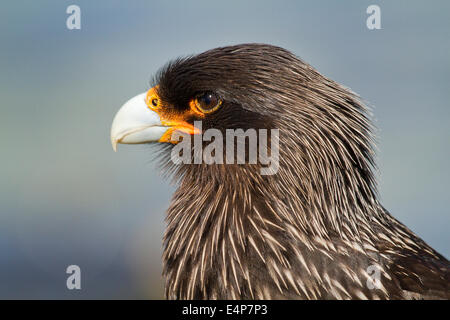 Falklandkarakara-Portrait Foto Stock