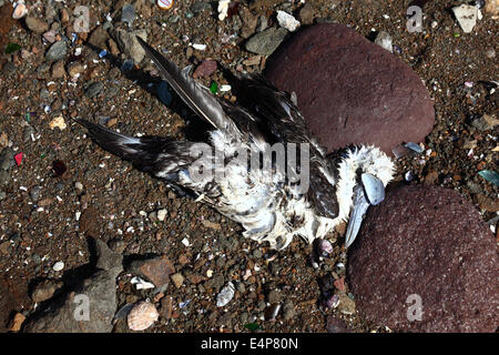 Morto booby peruviana (Sula variegata) sulla riva vicino ad Arica, Cile Foto Stock