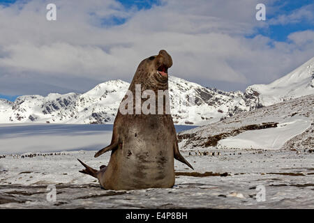 Suedlicher See-Elefant, Bulle Foto Stock