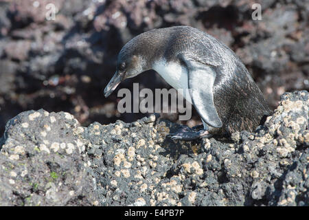 Le Galapagos Penguin (Spheniscus mendiculus), Elisabeth Bay, Isabela Island, Galapagos, Ecuador Foto Stock