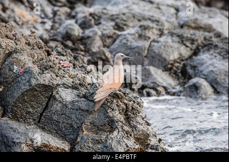 Galapagos Noddy marrone (Anous stolidus galapagensis), Isola di Santa Cruz, Galapagos, Ecuador Foto Stock