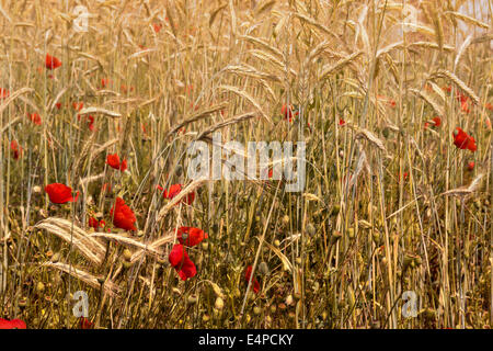 Wild papaveri rossi tra le spighe di grano. Messa a fuoco selettiva. Foto Stock