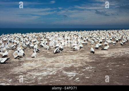 Gannett colonia in Cape rapitori Foto Stock