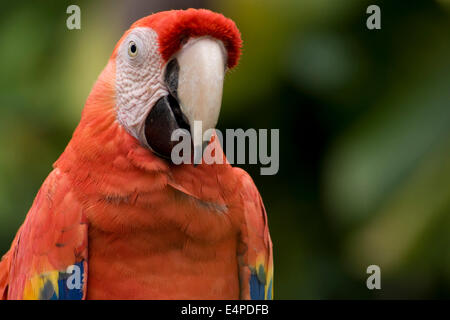 Scarlet Macaw (Ara Macao) nel parco divertimenti di Xcaret, Xcaret, Playa del Carmen Quintana Roo, Messico Foto Stock