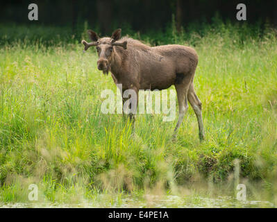 Eurasian elk o Alce (Alces alces), giovane bull moose con corna in velluto, captive, Bassa Sassonia, Germania Foto Stock