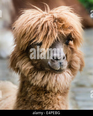Llama (Lama glama), animale ritratto Foto Stock