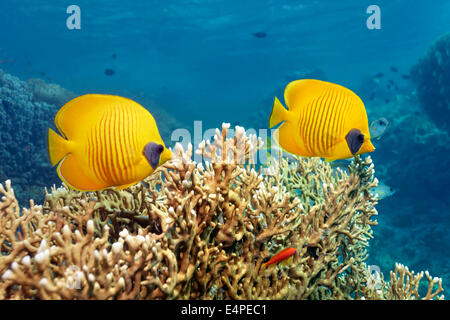 Bluecheek butterflyfish (Chaetodon semilarvatus), sul fuoco coral, Mar Rosso, Egitto Foto Stock