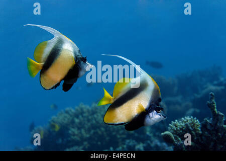 Mar Rosso (Bannerfish Heniochus intermedius) in corrispondenza di una barriera corallina, specie endemiche, Mar Rosso, Egitto Foto Stock