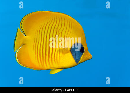 Bluecheek Butterflyfish (Chaetodon semilarvatus), specie endemiche, Mar Rosso, Egitto Foto Stock