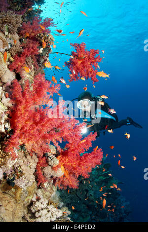 Scuba Diver presso la ripida parete di una scogliera di corallo guardando Klunzinger di coralli molli (Dendronephthya klunzingeri) Foto Stock