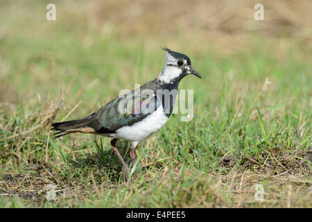 Pavoncella (Vanellus vanellus), giovani, su di un prato, Renania settentrionale-Vestfalia, Germania Foto Stock