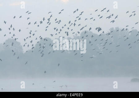 Stormo di cormorani (Phalacocorax carbo) volare nella nebbia, Renania settentrionale-Vestfalia, Germania Foto Stock