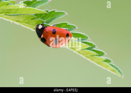 Sette-spot ladybird (Coccinella septempunctata) su una foglia Foto Stock