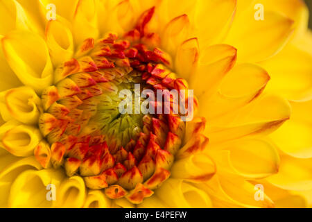 Dahlia (dahlia sp.), Hesse, Germania Foto Stock