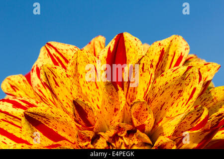 Dahlia (dahlia sp.), Hesse, Germania Foto Stock