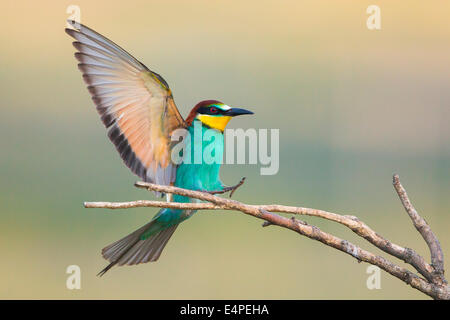 Gruccione (Merops apiaster) avvicinamento ramoscello, Burgenland, Austria Foto Stock