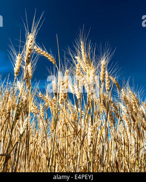 Sfondo di orecchie di maturazione del giallo campo di grano al tramonto nuvoloso cielo arancione di sfondo spazio copia dell'impostazione dei raggi solari sulla Foto Stock