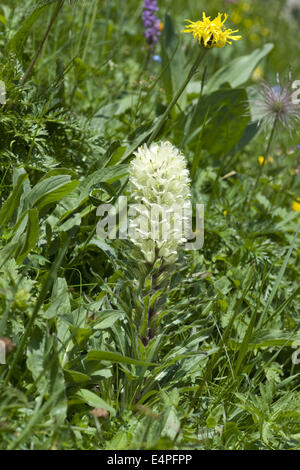 Campanula thyrsoides subsp. thyrsoides Foto Stock