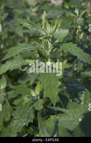 Agnello, quarti, Chenopodium album ssp. album Foto Stock