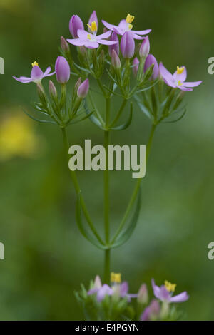 Comune, centaury centaurium erythraea Foto Stock