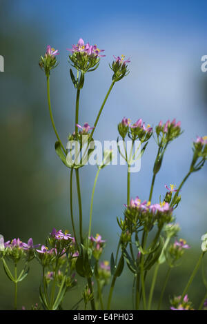 Comune, centaury centaurium erythraea Foto Stock