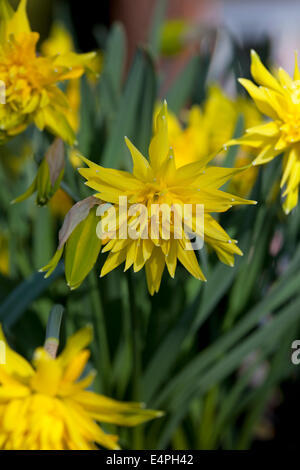 Narcissus 'Rip van Winkle' Foto Stock