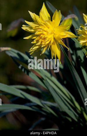 Narcissus 'Rip van Winkle' Foto Stock