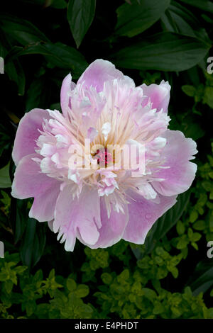 Paeonia lactiflora "velo nuziale" Foto Stock