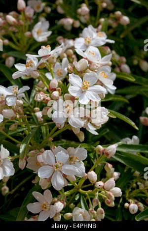 Choisiya Aztec Pearl messicano - arancio Foto Stock