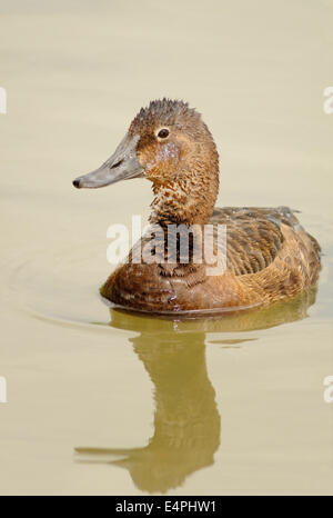 Ritratto verticale di comune Pochard, Aythya ferina, nuoto femmina sull'acqua. Foto Stock