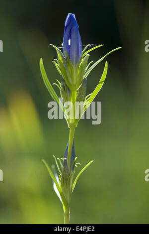 Marsh genziana, gentiana pneumonanthe Foto Stock