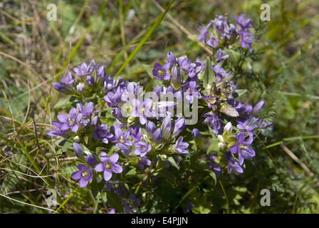 Chiltern genziana, gentianella germanica Foto Stock