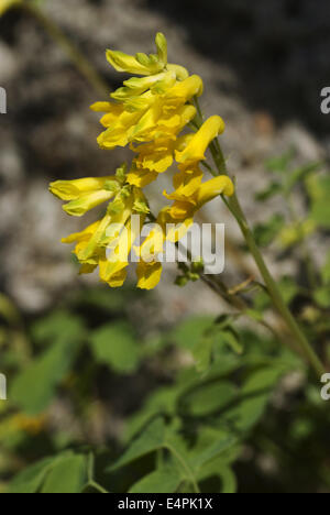 Giallo, corydalis Corydalis lutea Foto Stock