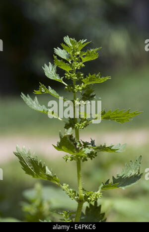 Annuale, Ortica urtica urens Foto Stock